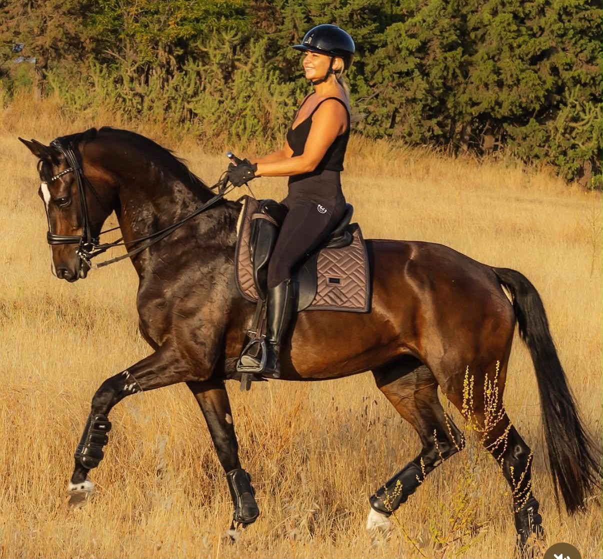 Rider schooling a dark horse in warm evening light